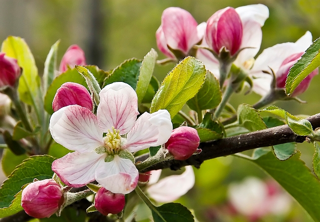 Apple Blossom